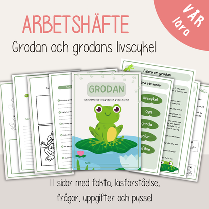 Grodans livscykel – arbetsblad och faktamaterial för barn (10 sidor)