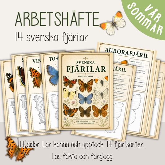 Svenska fjärilar – Fakta och målarbilder | 14 vanliga fjärilsarter