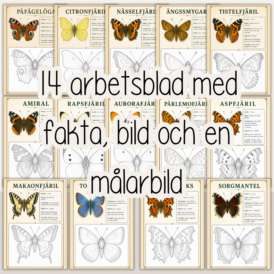 Svenska fjärilar – Fakta och målarbilder | 14 vanliga fjärilsarter