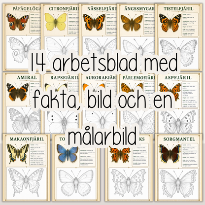 Svenska fjärilar – Fakta och målarbilder | 14 vanliga fjärilsarter