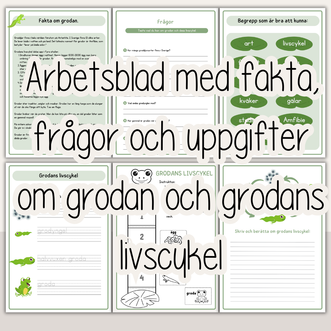 Grodans livscykel – arbetsblad och faktamaterial för barn (10 sidor)
