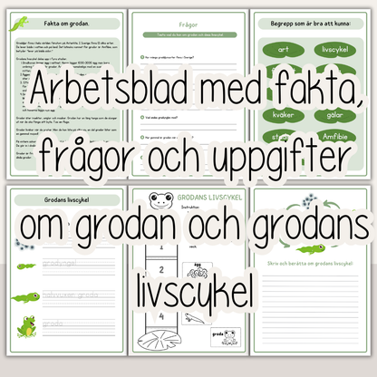 Grodans livscykel – arbetsblad och faktamaterial för barn (10 sidor)