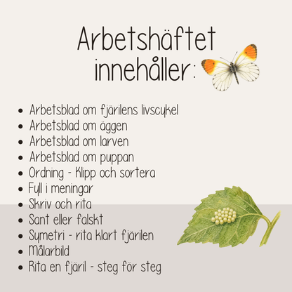 Fjärilens livscykel – Fakta, arbetsblad och pyssel för barn